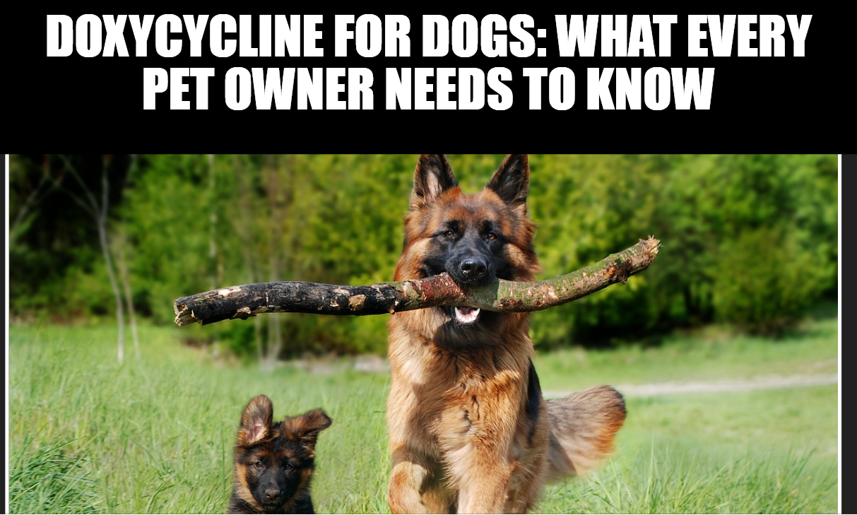 Doxycycline for Dogs